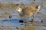 Clapper Rail