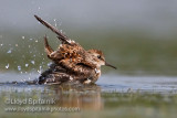 Least Sandpiper