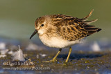 Least Sandpiper