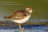 Least Sandpiper (juvenile)