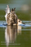 Sanderling