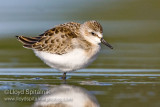 Semipalmated Sandpiper (juvenile)