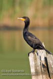 Double-crested Cormorant