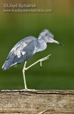 Little Blue Heron