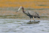 Little Blue Heron