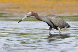 Little Blue Heron