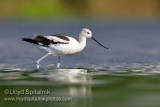 American Avocet