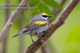 Golden-winged Warbler