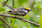 Chestnut-sided warbler