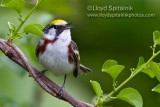 Chestnut-sided Warbler