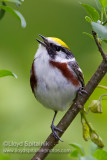 Chestnut-sided Warbler