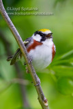 Chestnut-sided Warbler