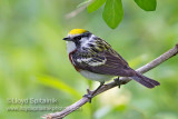 Chestnut-sided Warbler