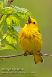 Yellow Warbler