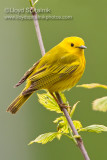 Yellow Warbler