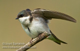 Tree Swallow