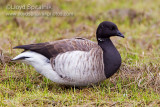 Brant