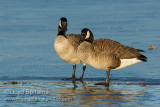 Canada Goose