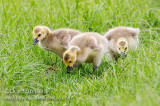 Canada Goose