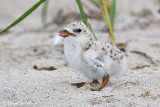 Black Skimmer