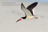 Black Skimmer