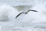 Black Skimmer