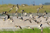 Black Skimmer