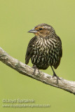 Red-winged Blackbird