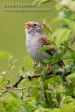 Field Sparrow