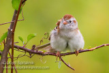 Field Sparrow