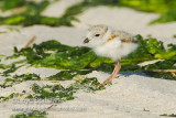 Piping Plover