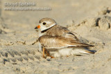 Piping Plover