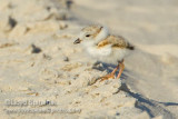Piping Plover (chick)