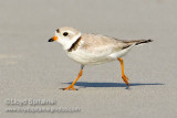 Piping Plover