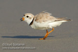 Piping Plover (breeding male)