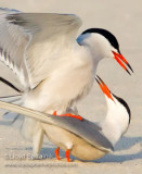 Common Tern