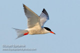 Common Tern