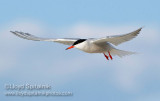 Common Tern