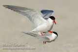 Common Tern