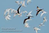 Common Tern & Black Skimmer