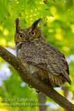 Great Horned Owl