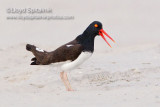 American Oystercatcher