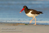 American Oystercatcher
