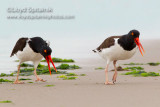 American Oystercatcher