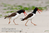 American Oystercatcher