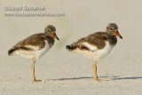 American Oystercatcher