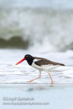 American Oystercatcher
