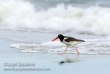 American Oystercatcher