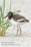 American Oystercatcher