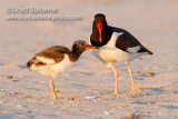 American Oystercatcher